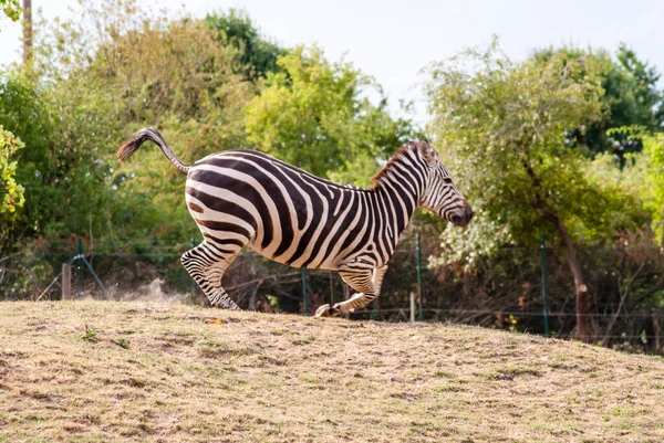 Egy Zebra Közelsége Állatkertben — Stock Fotó