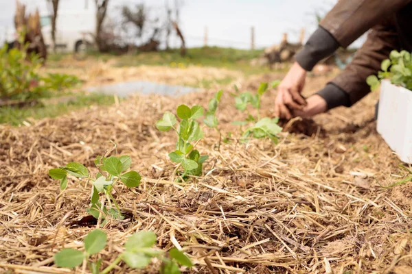 Een Boer Die Zaailingen Plant Een Biologische Tuin — Stockfoto