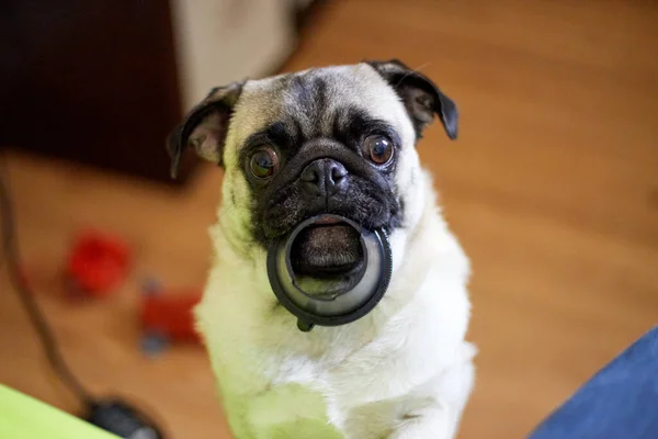 a closeup shot of dog with a toy