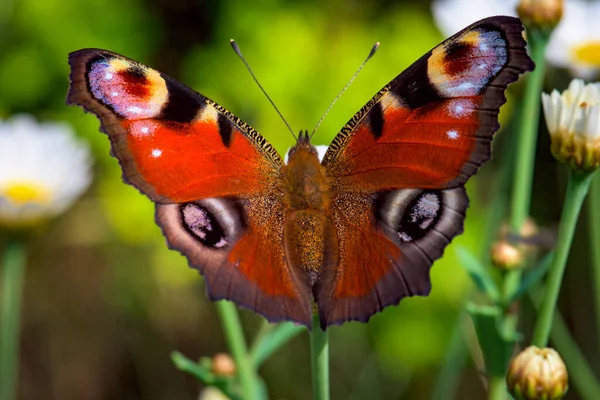 Крупный План Красочной Aglais Бабочки Открытыми Крыльями Изолированы Зеленом Фоне — стоковое фото