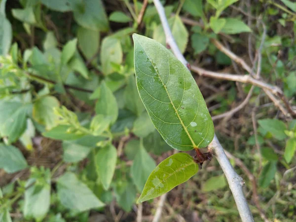 Ficus Pantoniana Obecně Známý Jako Horolezecká Fíkovník Druh Fíkovníku Původem — Stock fotografie