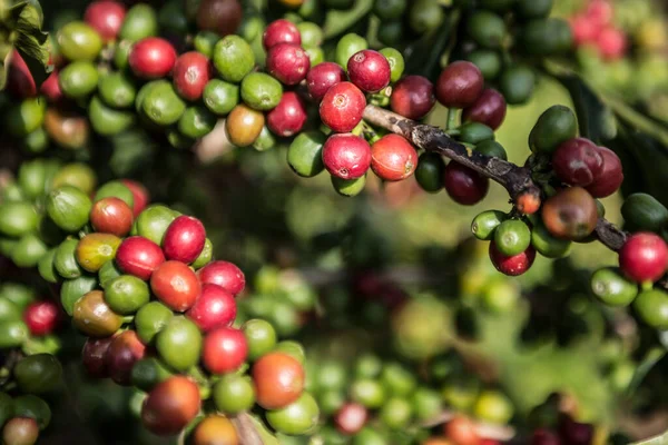 Zbliżenie Arabica Kawa Roślina Czerwonym Zielonym Ziarnem Kawy Pod Słońcem — Zdjęcie stockowe