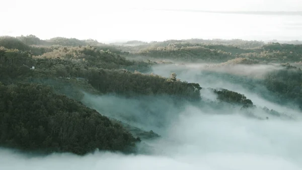 Une Belle Vue Sur Les Arbres Denses Dans Forêt Brumeuse — Photo