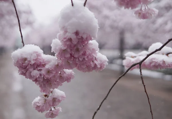 Nahaufnahme Von Schneefällen Auf Sakura Kirschblüten — Stockfoto