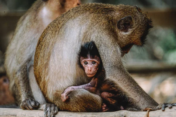 Een Prachtig Schot Van Een Aap Knuffelen Het Baby — Stockfoto