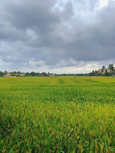 Una Vista Vertical Del Largo Campo Arroz Día Nublado Ubud — Foto de Stock