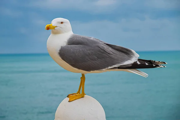 Een Close Van Een Albatros Meeuw Achtergrond Van Zee — Stockfoto