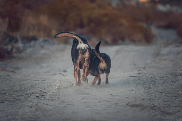 Closeup Shot Dogs Mountains — Stock Photo, Image