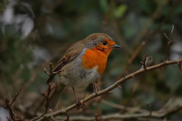 Primer Plano Pájaro Petirrojo Europeo Con Plumas Marrones Anaranjadas Posadas — Foto de Stock