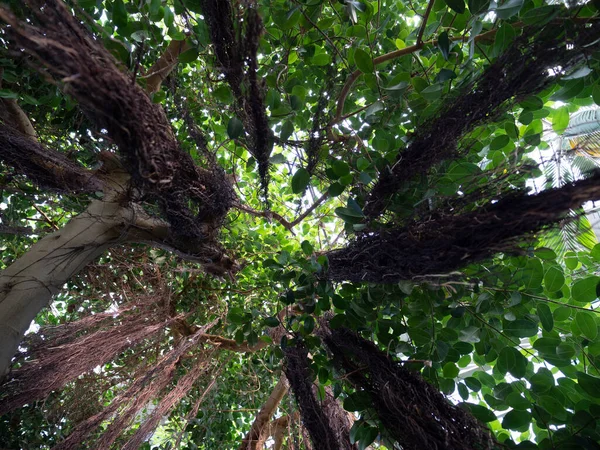 Eine Flache Aufnahme Hoher Bäume Mit Grünen Blättern — Stockfoto