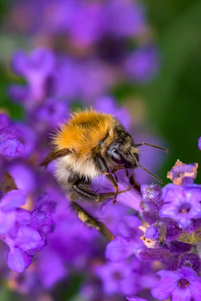 Makroaufnahme Einer Hummel Beim Bestäuben Einer Lila Blume Auf Verschwommenem — Stockfoto