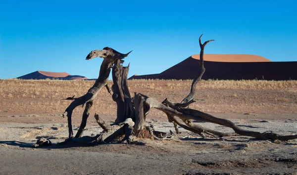 Ένα Πλάνο Από Νεκρά Δέντρα Στην Αποξηραμένη Λίμνη Της Ναμίμπια — Φωτογραφία Αρχείου