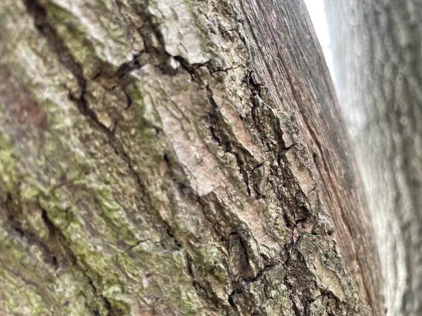 Ormandaki Bir Ağaç Kabuğuna Yakın Çekim — Stok fotoğraf