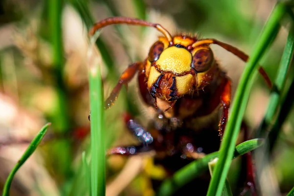 Close European Hornet Vespa Crabro Leaves — Stock Photo, Image