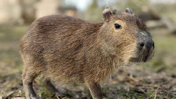 Young Capybara Pup All Things Wild Evesham Ηνωμένο Βασίλειο — Φωτογραφία Αρχείου