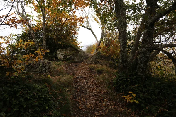 Une Vue Angle Bas Une Belle Forêt Par Une Journée — Photo