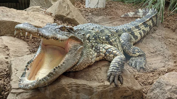 Crocodilo Siamês Woodside Wildlife Park Lincolnshire Reino Unido — Fotografia de Stock