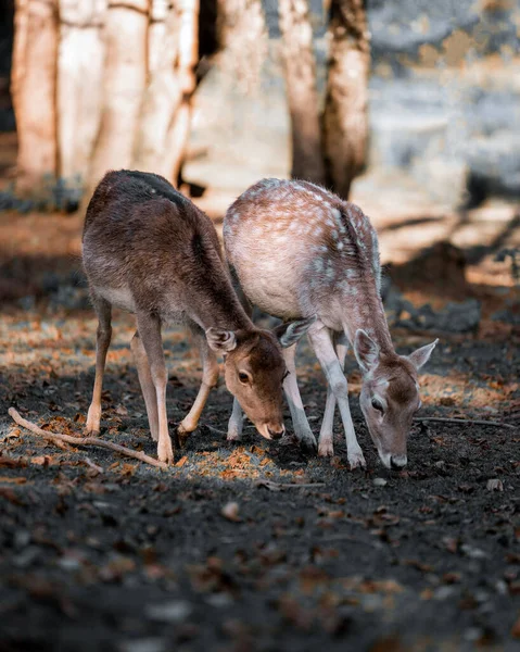 汚れを嗅ぐ2人の赤ん坊鹿の選択的焦点ショット — ストック写真