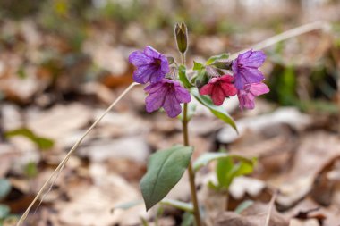 Ciğerotu çiçeğinin yakın plan çekimi.
