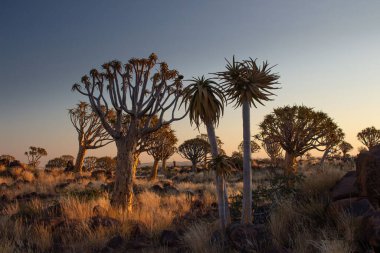 Namibya 'daki Quiver Ağaç Ormanı' nda gün batımı.