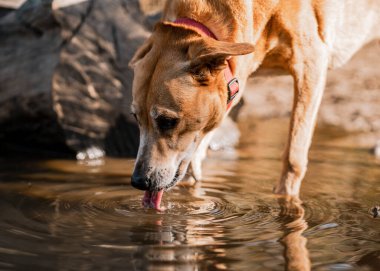 Şirin kahverengi bir Afrikalı köpek su içiyor.