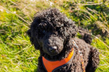 Siyah bir fino köpeğinin dikilirken, boynunda turuncu tasmalar ve sarı bir ipin yakın çekimi.