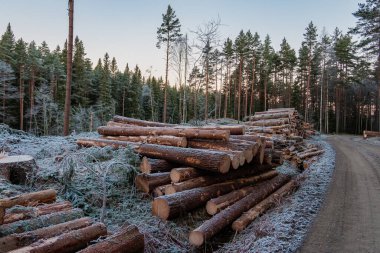 Bir ağaç gövdesi yığını devrildi ve bir İsveç ormanının arkasındaki orman ağaçları, ekolojik yıkım.