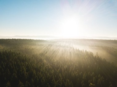 Altın güneş ışınlarıyla süzülen güzel öngörü.