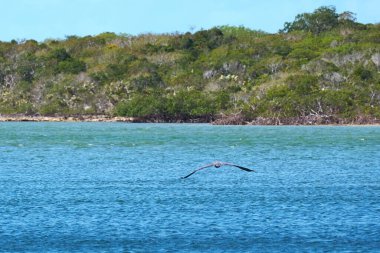Turkuaz deniz dalgaları, yeşil bir ada körfezi ve denizin üzerinde uçan bir martının yakın plan çekimi.