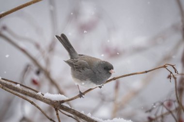 Kara gözlü bir Junco (Junco hyemalis) kışın Ohio 'da bir ağaç dalına tünemişti.