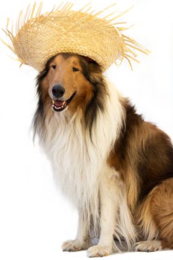 Beyaz tenli Junina bayramını kutlamak için hasır şapkalı collie dog.