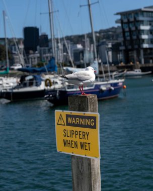 Islak olduğunda kaygan ve Yeni Zelanda, Wellington 'daki Oriental Bay' de bir direğe tünemiş bir martı uyarısı.