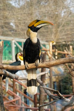 Bir daldaki Ceratogymna 'ya yakın çekim