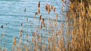 Suyun içinde büyüyen sazlıkların manzarası