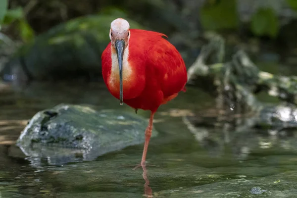 Close Van Een Scarlet Ibis Een Bosrivier — Stockfoto