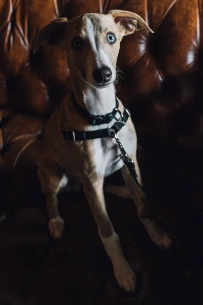 Whippet Cachorro Cão Com Olhos Azuis Couro Marrom Chesterfield Sofá — Fotografia de Stock