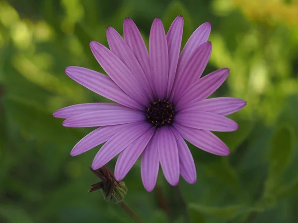 Närbild Blommande Lila Osteospermum — Stockfoto