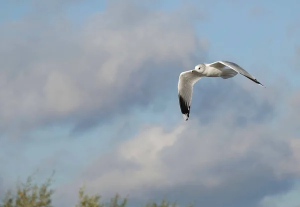 Tiro Foco Raso Gaivota Comum Com Asas Abertas Voando Essex — Fotografia de Stock