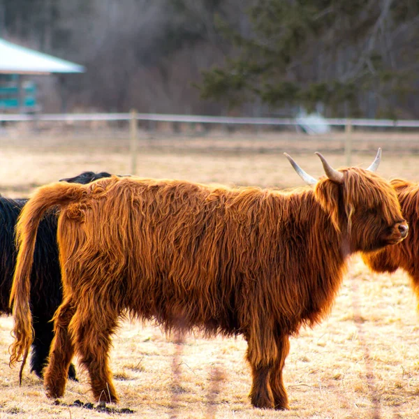 Gros Plan Une Vache Montagneuse Écossaise Dans Une Ferme — Photo