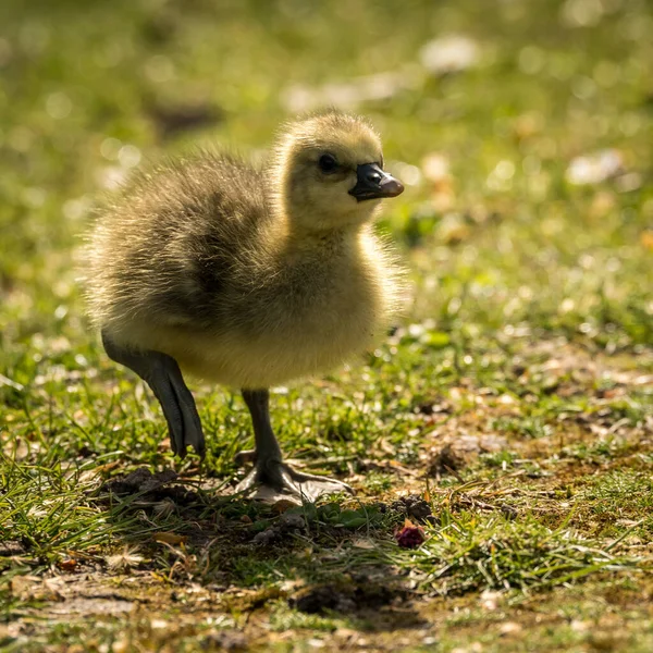 Gros Plan Petit Goguenaud Jaune Marchant Sur Une Herbe — Photo