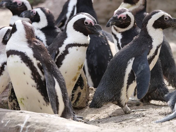 Крупный План Группы Пингвинов — стоковое фото