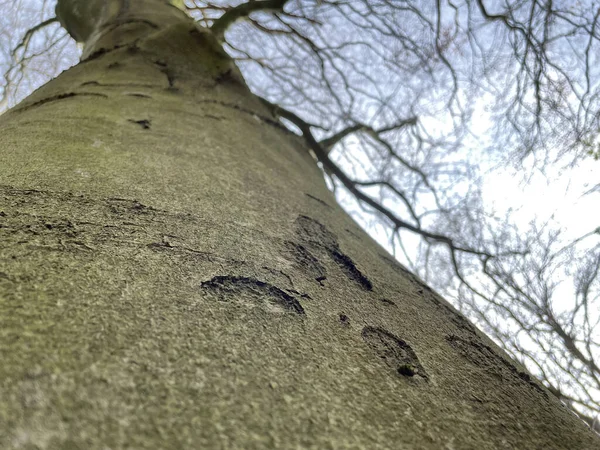 ブナの樹皮の低角度 — ストック写真