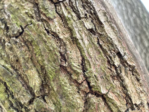 Крупный План Коры Дерева Лесу — стоковое фото