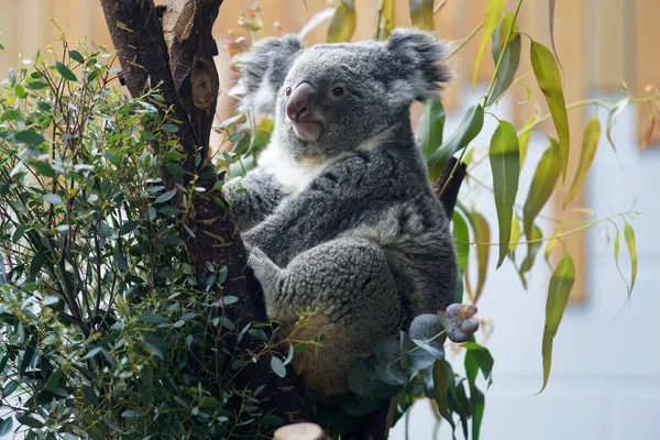 Egy Aranyos Koala Egy Fán Homályos Háttérrel Állatkertben — Stock Fotó