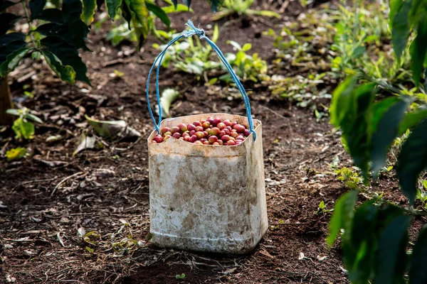 A closeup shot of a harvested coffee beans in a white bucket on the ground on a sunny day in Kenya