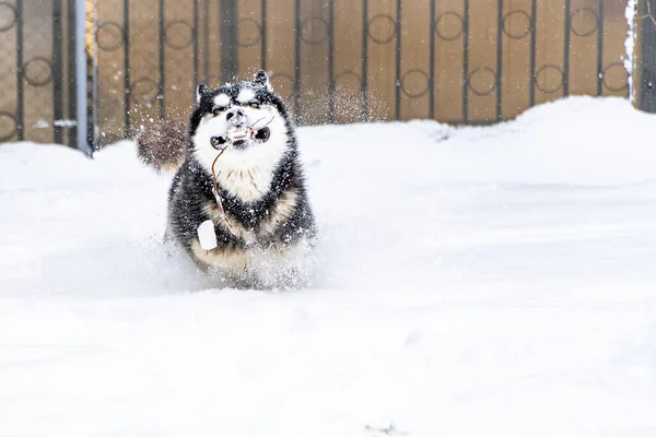 View Husky Holding Tree Branch Mouth Running Snowy Ground — Stock Photo, Image