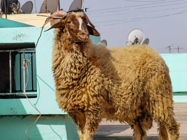 stock image Single sheep stand on the roof