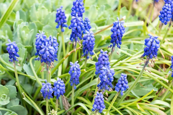 Schöne Blumen Der Sonne Der Garde — Stockfoto