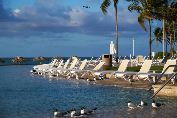 Row Beach Chairs Pool Resort — Stock Photo, Image
