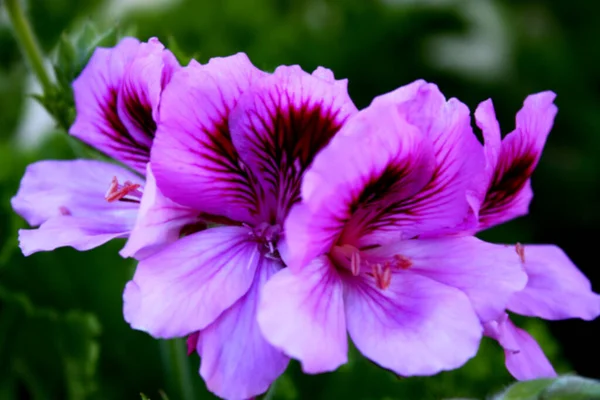 Růžový Květ Pelargonia Zahradě — Stock fotografie